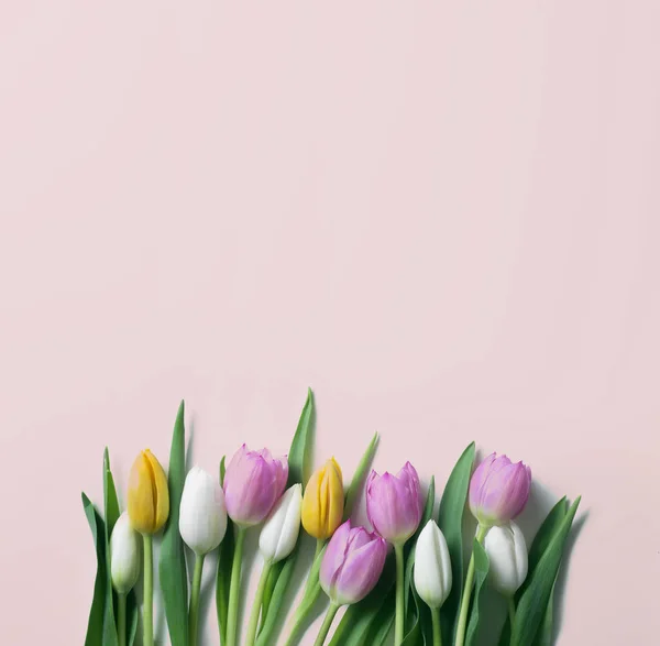 Bellissimi Fiori Tulipano Sfondo Rosa — Foto Stock