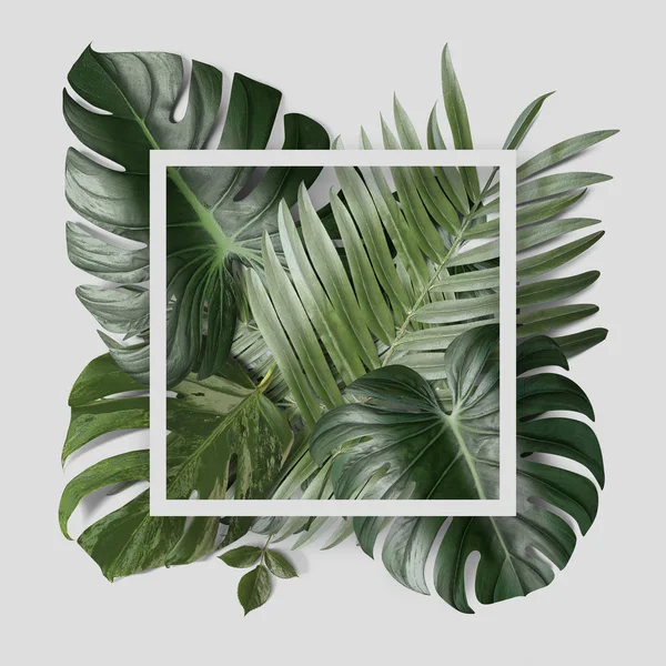 Green Tropical Leaves White Paper Frame Light Background — Stock Photo, Image