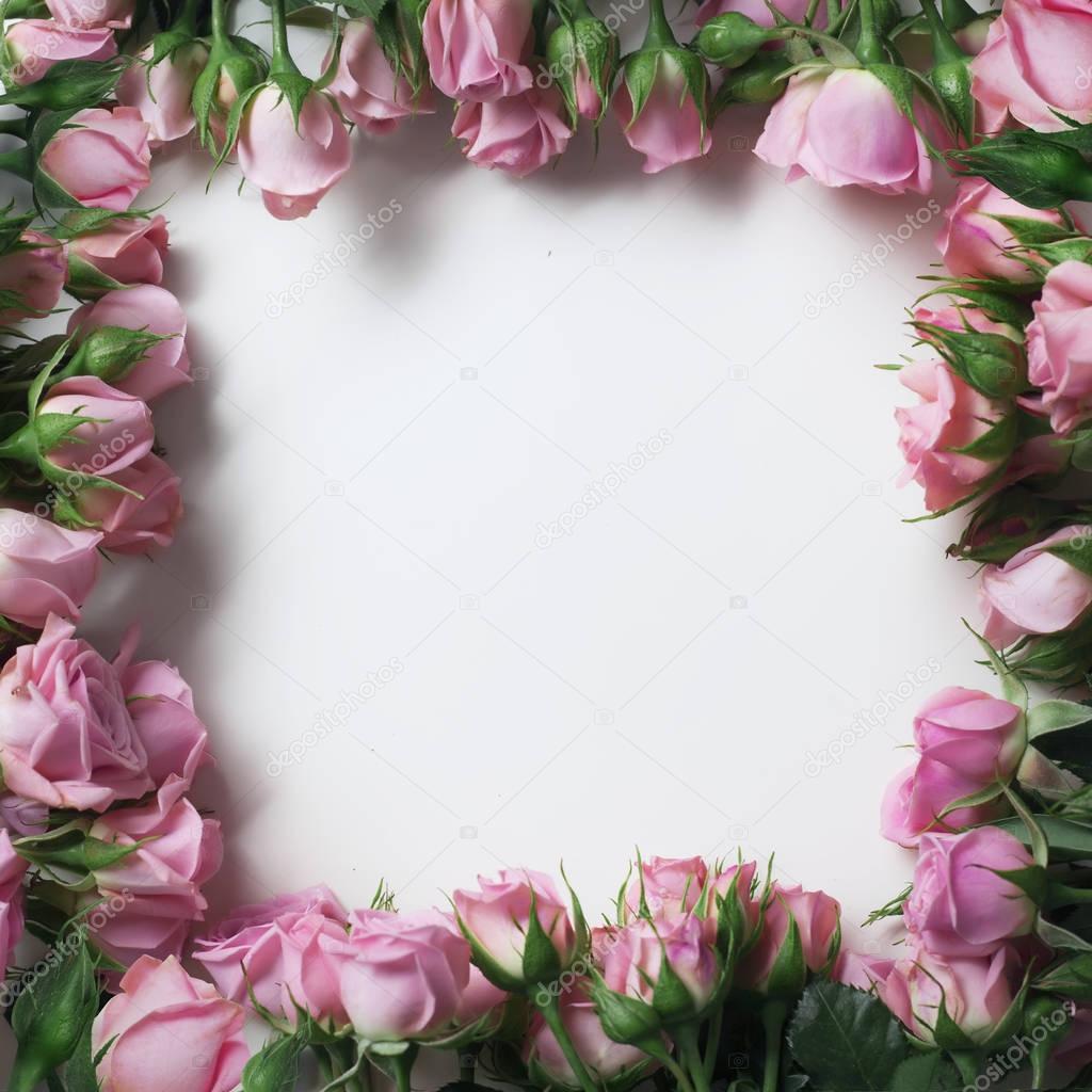 beautiful pink rose flowers in form of frame isolated on white background 