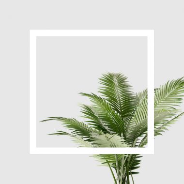 Dalları ile palmiye yaprakları ve gri arka plan, geometri kavramı meydanda