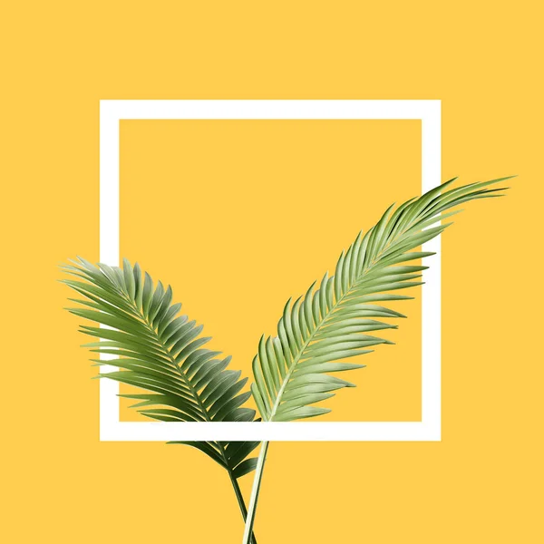 ヤシの葉と黄色の背景でジオメトリの概念上の正方形の枝 — ストック写真