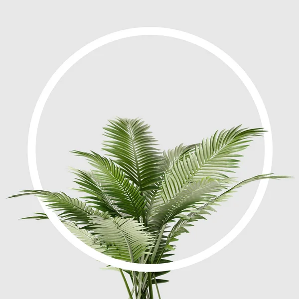 Branches with palm leaves and circle on grey background, geometry concept