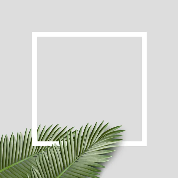 Dalları Ile Palmiye Yaprakları Gri Arka Plan Geometri Kavramı Meydanda — Stok fotoğraf