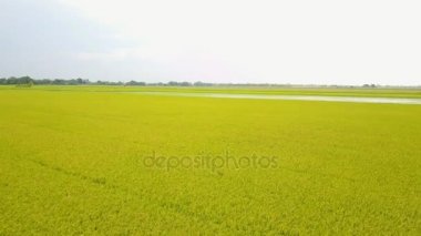 Pirinç alan, uçağın üzerinden pirinç alanının Üstten Görünüm