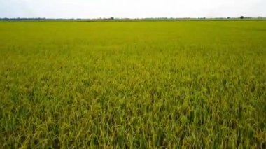 Pirinç alan, uçağın üzerinden pirinç alanının Üstten Görünüm