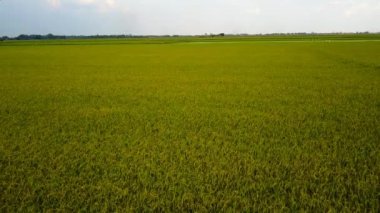 Pirinç alan, uçağın üzerinden pirinç alanının Üstten Görünüm