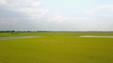 Pirinç alan, uçağın üzerinden pirinç alanının Üstten Görünüm