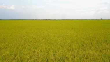 Pirinç alan, uçağın üzerinden pirinç alanının Üstten Görünüm