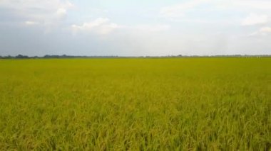 Pirinç alan, uçağın üzerinden pirinç alanının Üstten Görünüm