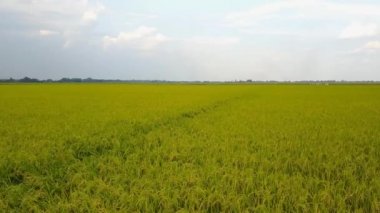 Pirinç alan, uçağın üzerinden pirinç alanının Üstten Görünüm