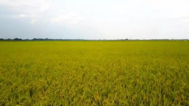 Pirinç alan, uçağın üzerinden pirinç alanının Üstten Görünüm