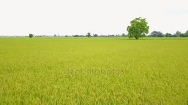 Pirinç alan, uçağın üzerinden pirinç alanının Üstten Görünüm