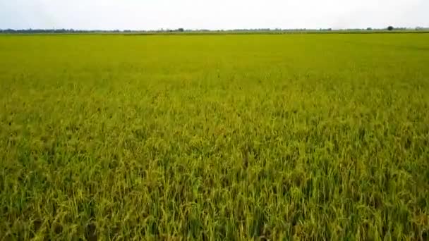 Campo de arroz, Vista superior del campo de arroz desde el dron — Vídeos de Stock