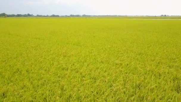 Rijst veld, bovenaanzicht van rijst veld van drone — Stockvideo