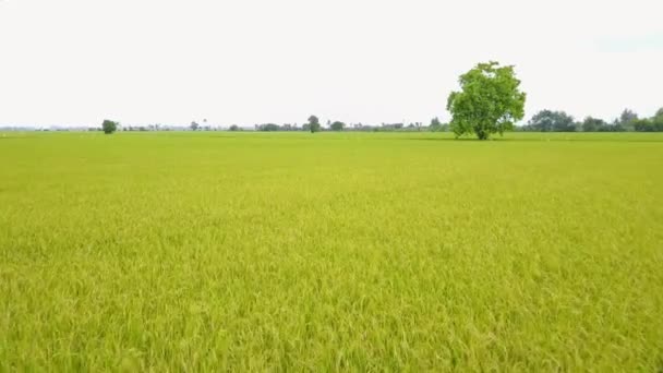 Rijst veld, bovenaanzicht van rijst veld van drone — Stockvideo