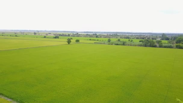 Τομέα του ρυζιού, το Top view στον τομέα του ρυζιού από drone — Αρχείο Βίντεο