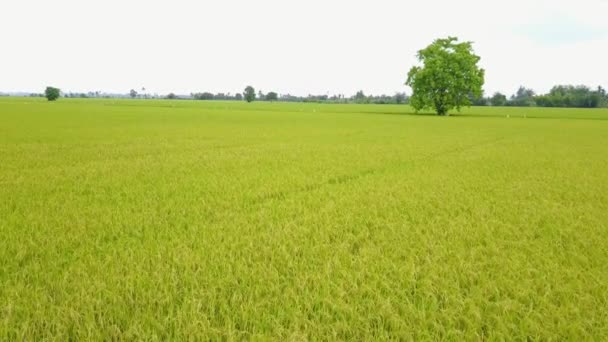 Campo de arroz, vista superior do campo de arroz do drone — Vídeo de Stock