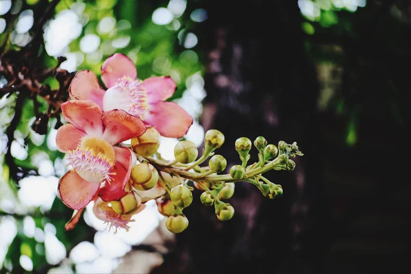 Kwiaty Sala Kwitną Ogrodzie — Zdjęcie stockowe