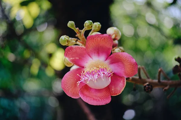 庭にはサラの花が咲いています — ストック写真