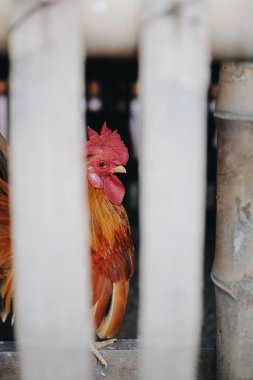 Rooster and hen in the farm on the backyard 