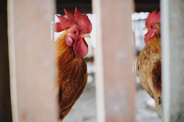 Ayam Jantan Dan Ayam Betina Peternakan Halaman Belakang Stok Lukisan  