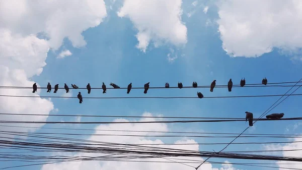 Viele Tauben Auf Stromkabel Gesetzt — Stockfoto