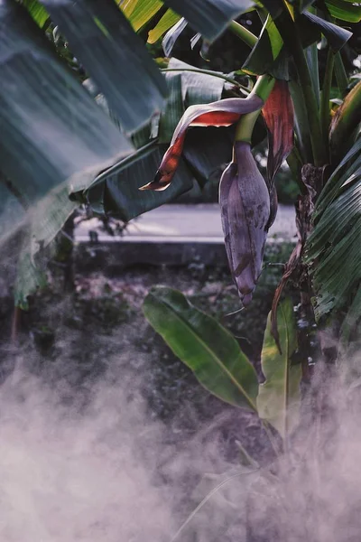 Fresh Banana Blossom Tree Backyard — Stock Photo, Image