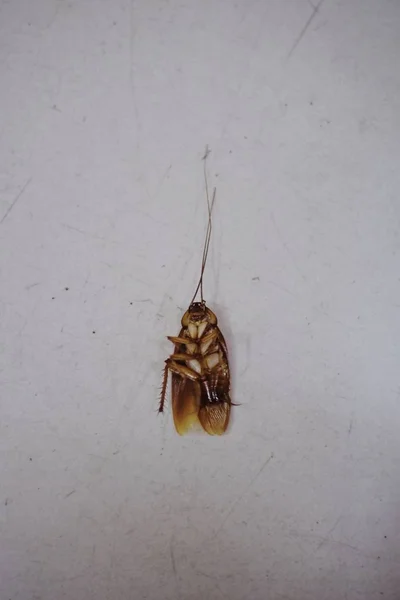Тараканы Лежат Спине Мертвые Плитке — стоковое фото