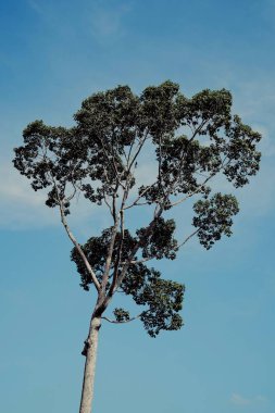 Mavi gökyüzü arka planına sahip uzun ağaç 