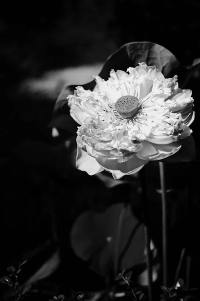 Krásné Černé Bílé Lotosové Květy Kvetoucí Zahradě — Stock fotografie
