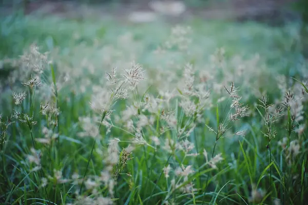 Mooie Wilde Bloem Bloeit Het Bos — Stockfoto