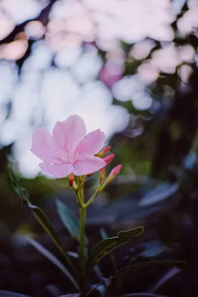 Lindas Flores Rosa Florescendo Jardim — Fotografia de Stock
