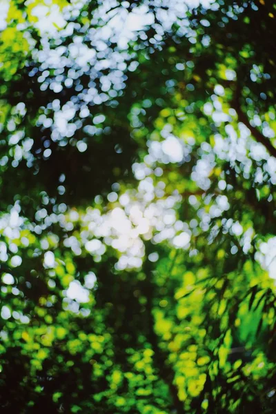 Frische Grüne Blätter Mit Bokeh Hintergrund — Stockfoto