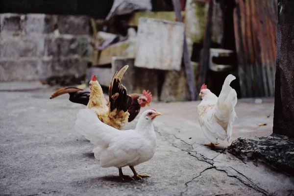 Симпатичные Петух Курица Ферме — стоковое фото