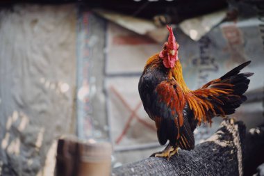 Çiftlikteki sevimli ve renkli horoz. 