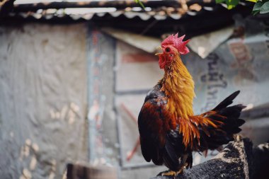 Çiftlikteki sevimli ve renkli horoz. 