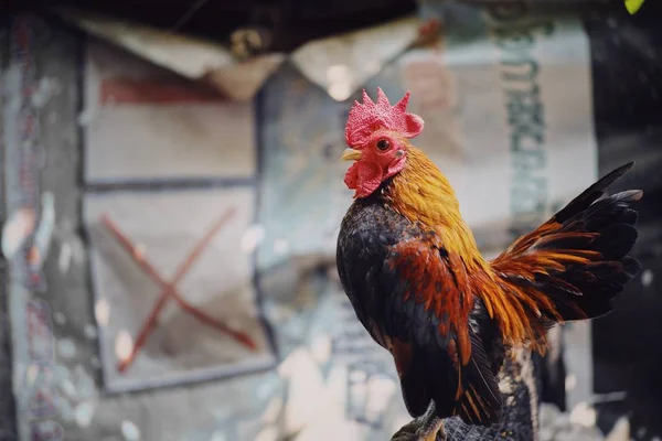 Cute Dan Penuh Warna Ayam Jantan Peternakan — Stok Foto