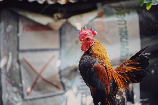 Roztomilý Barevný Kohout Farmě — Stock fotografie