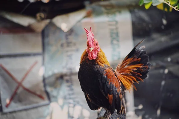 Roztomilý Barevný Kohout Farmě — Stock fotografie