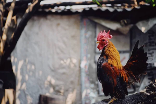 Roztomilý Barevný Kohout Farmě — Stock fotografie