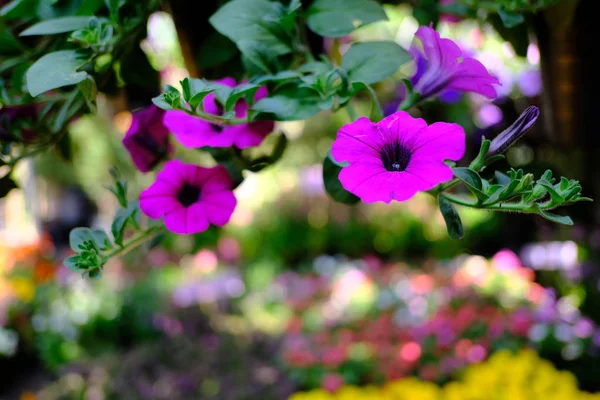 Mooie Paarse Bloemen Bloeien Tuin — Stockfoto