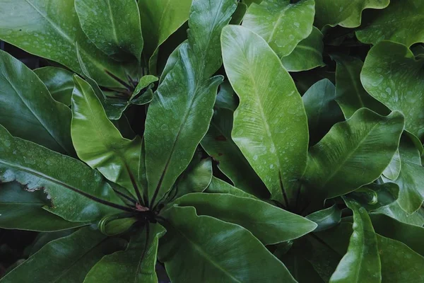 Patroon Textuur Van Groene Bladeren Sierplanten Tuin — Stockfoto