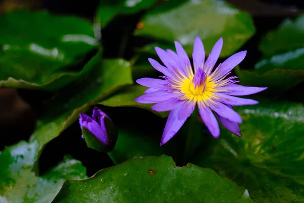 美丽的紫色花朵在花园里盛开 — 图库照片