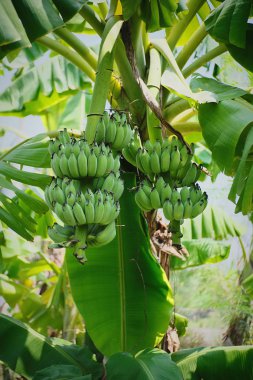 Ağacın kenarında taze, çiğ muz var. 