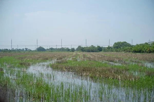 Les Semis Plants Riz Germent Dans Les Champs — Photo