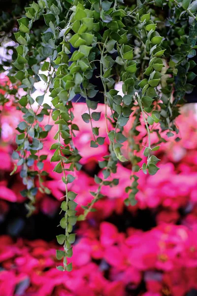 Schöne Zierpflanzen Garten — Stockfoto