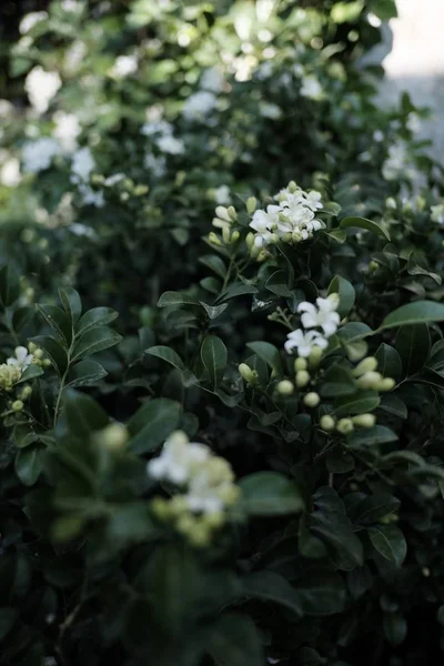 庭の観賞用植物の美しい ロイヤリティフリーのストック写真