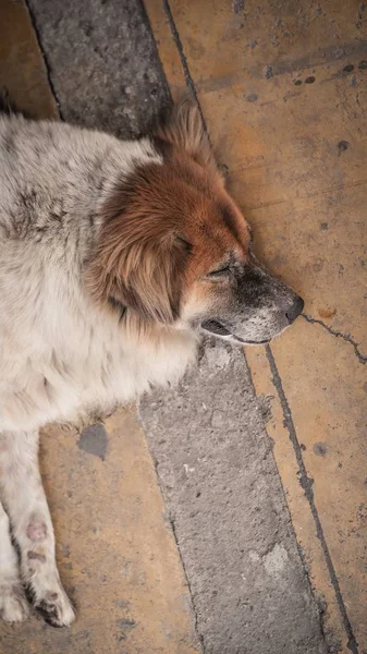 Ένας Σκύλος Κοιμάται Στο Τσιμεντένιο Πάτωμα — Φωτογραφία Αρχείου