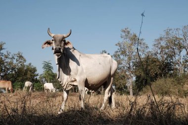 Beyaz inekler hasattan sonra tarlalarda ot yiyorlar.