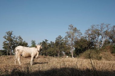 Beyaz inekler hasattan sonra tarlalarda ot yiyorlar.
